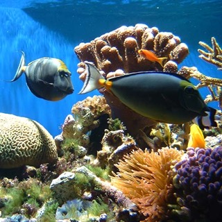 coral reef with wildlife